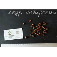 Кедр сибирский семена(10 штук) (сосна кедровая)для выращивания саженцев (насіння для саджанців)