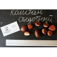 Семена каштана съедобного (10 штук) каштан посевной, орехи для саженцев(каштан їстівний насіння для саджанців)