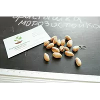 Семена фисташки (10 штук) орехи для сеянцев и саженцев, горіх насіння фісташкі для саджанців + инструкция